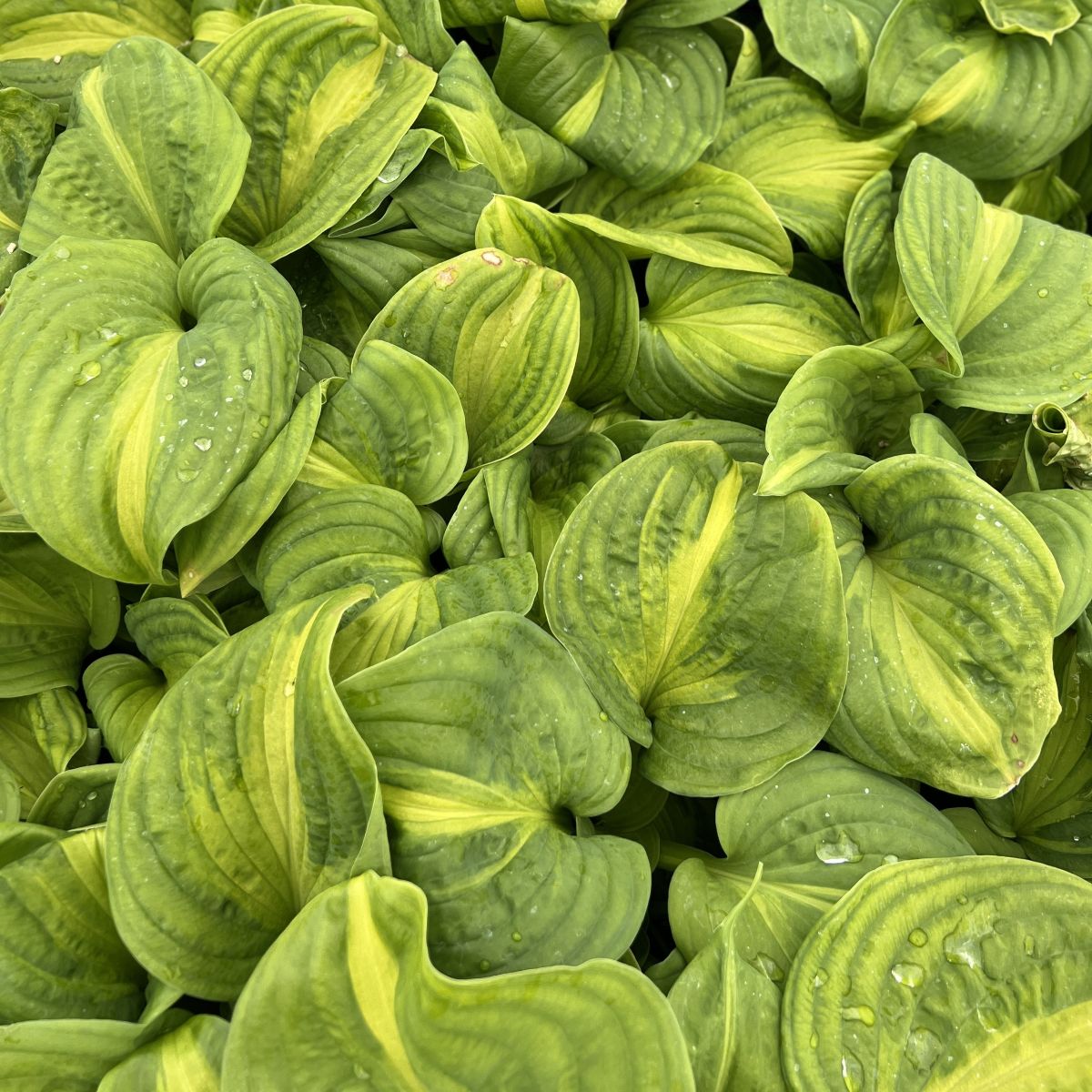 Hosta 'Emerald Charger'