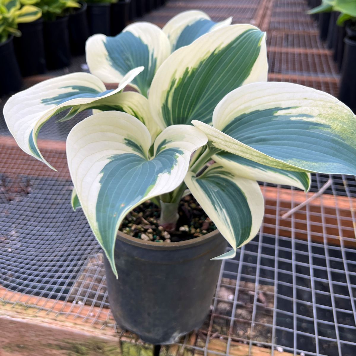 Hosta 'Firn Line'