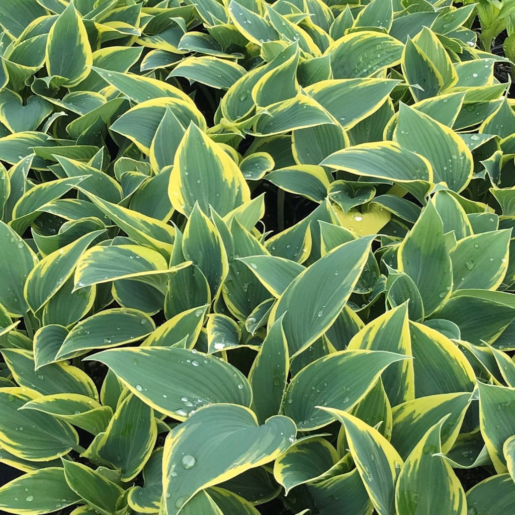 Hosta 'First Frost'