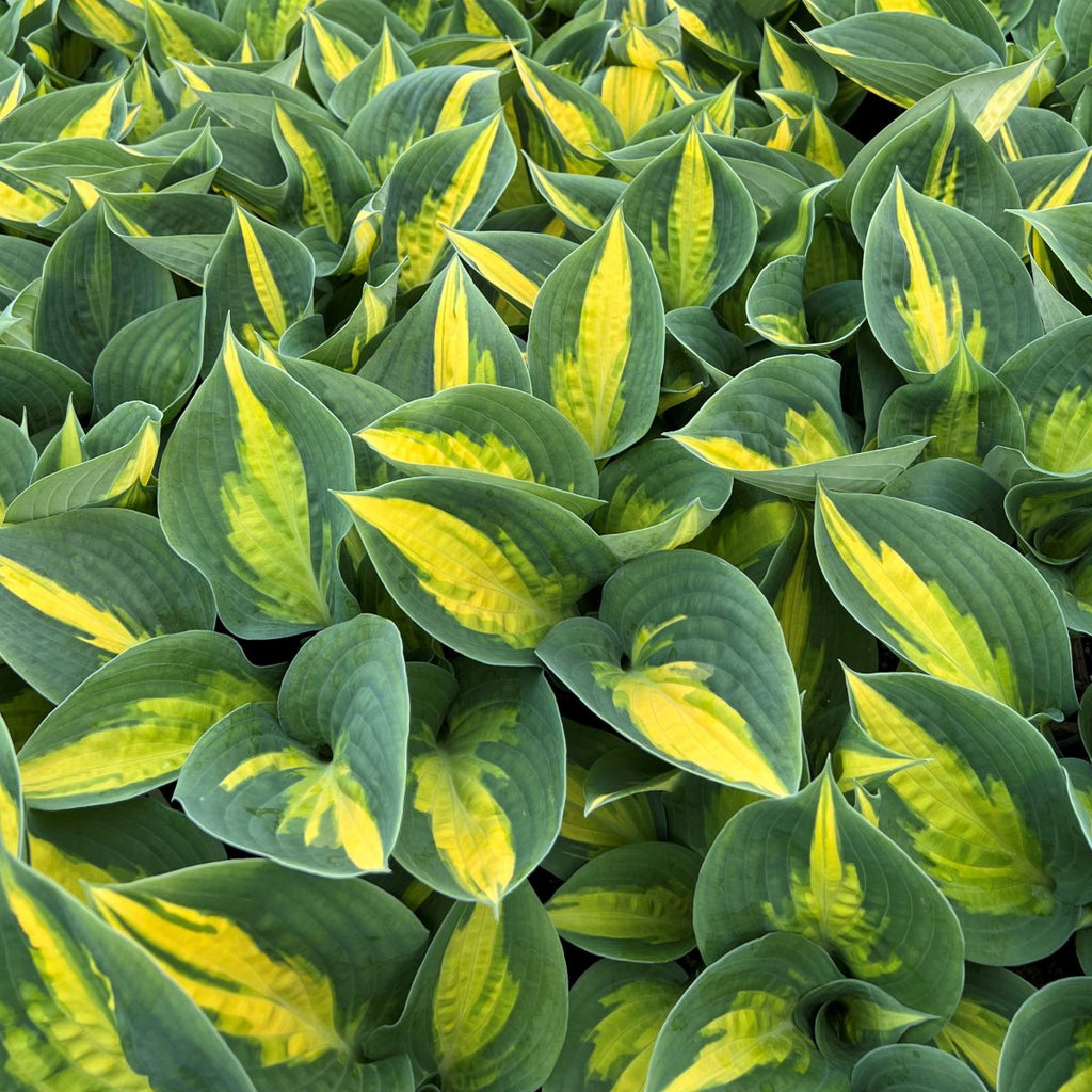 Hosta 'Forbidden Fruit'