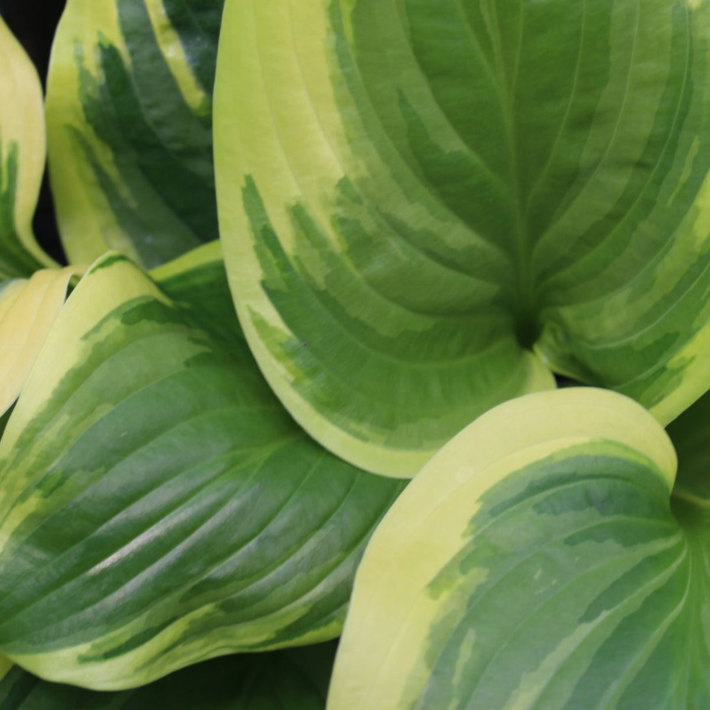 Hosta 'Fragrant Dream'
