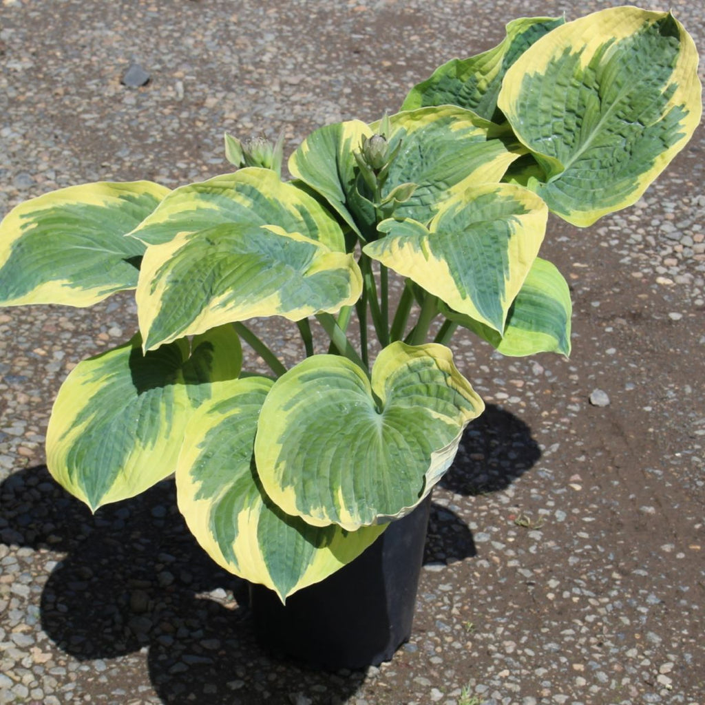 Hosta 'Great Arrival'