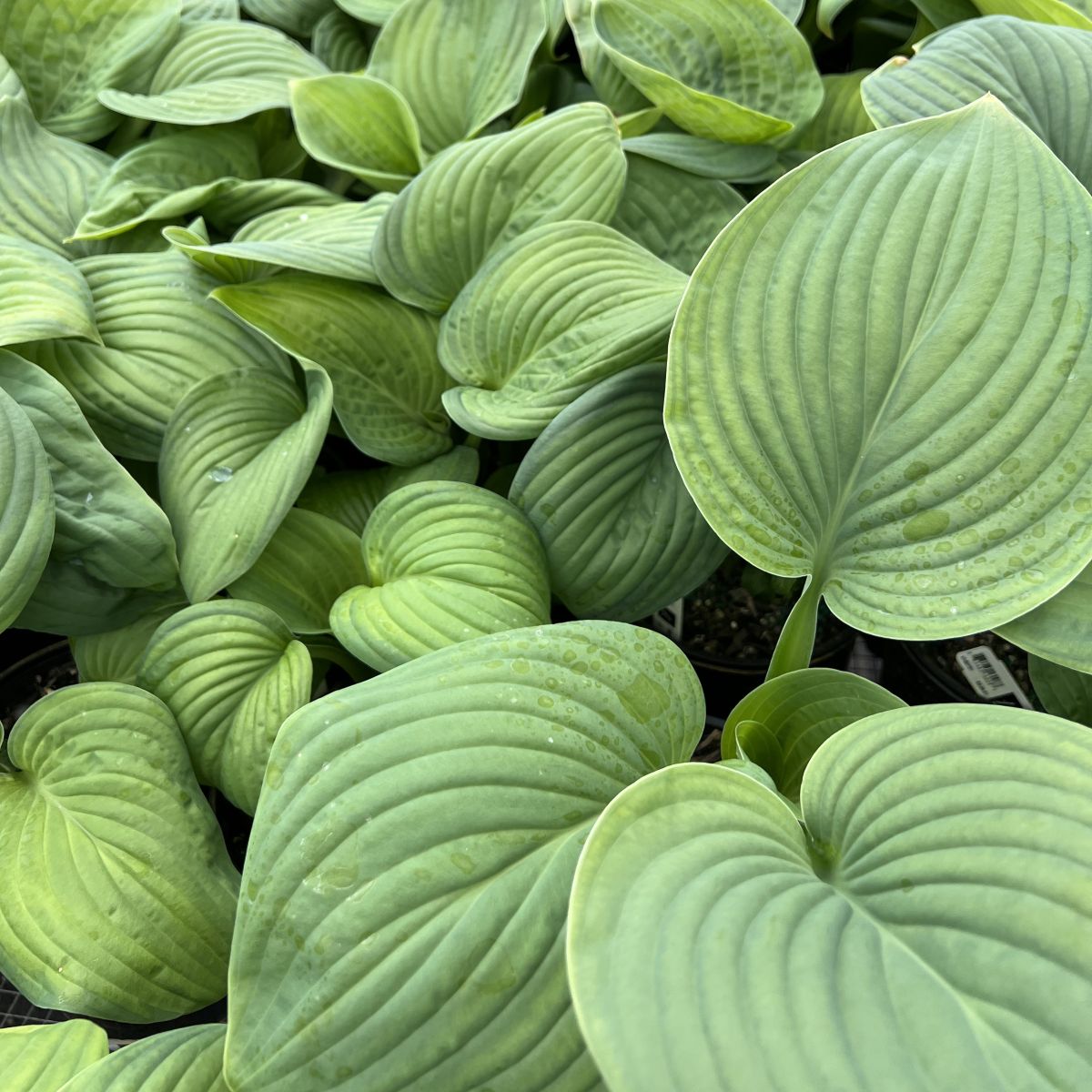 Hosta 'Guacamole'