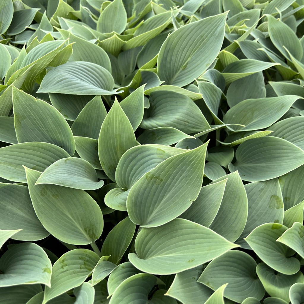 Hosta 'Halcyon'