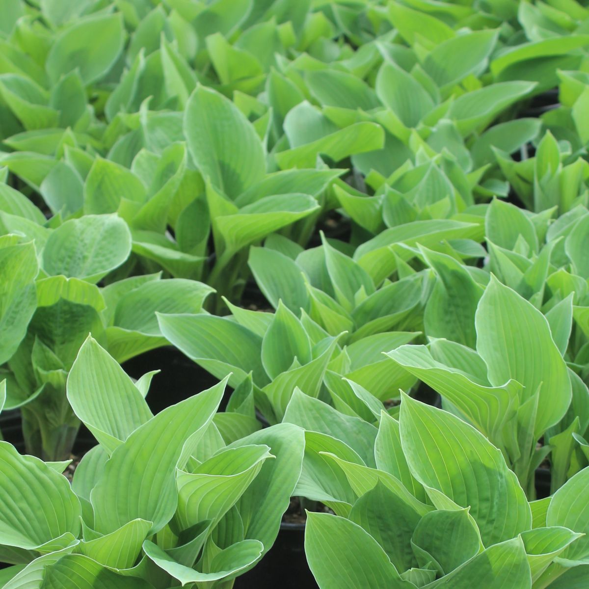 Hosta 'Hyacinthina'
