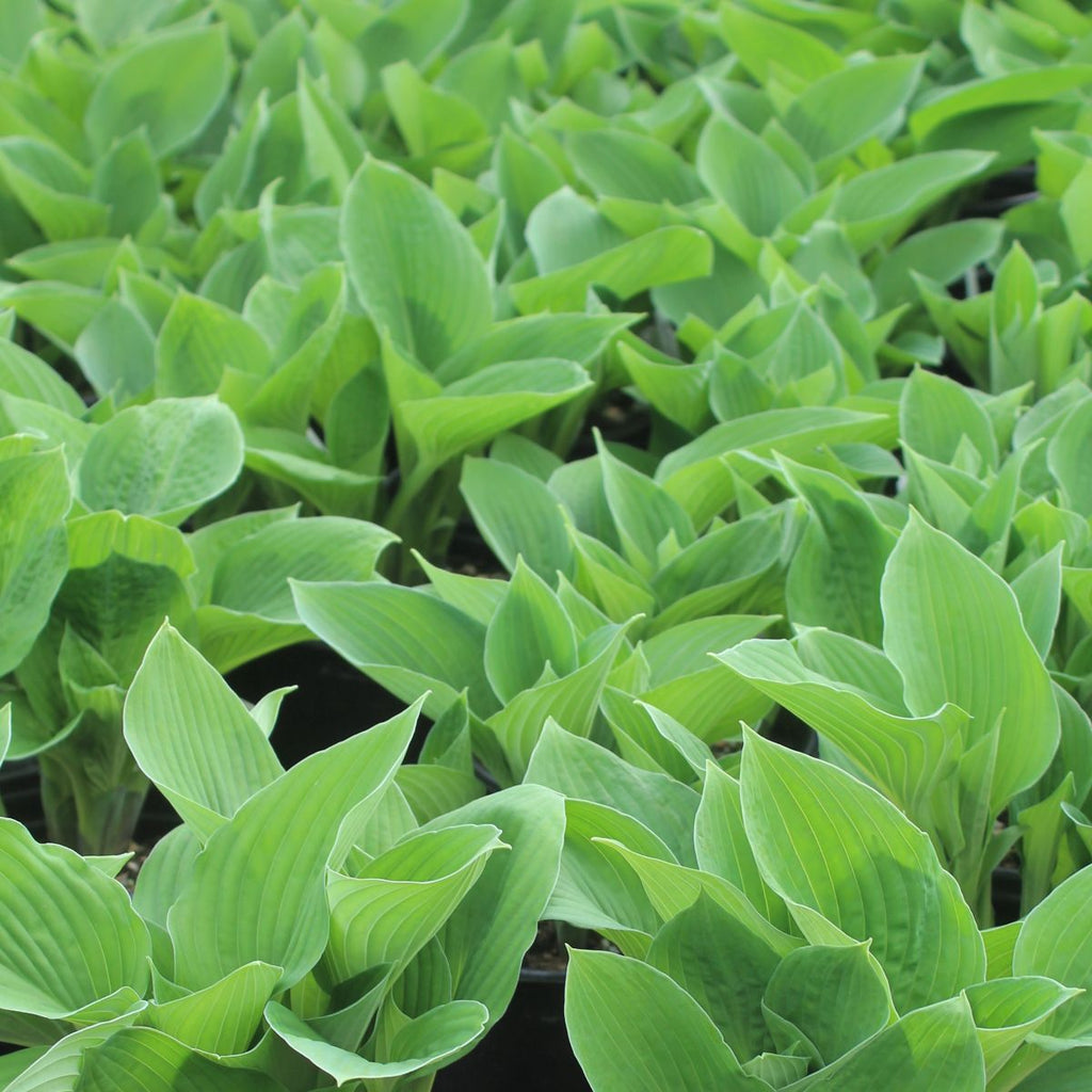 Hosta 'Hyacinthina'