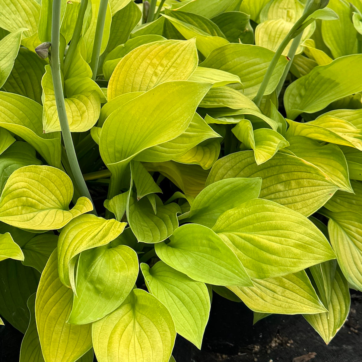 Hosta 'Ki Ren Jyaku'