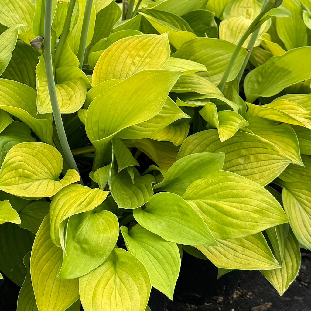 Hosta 'Ki Ren Jyaku'