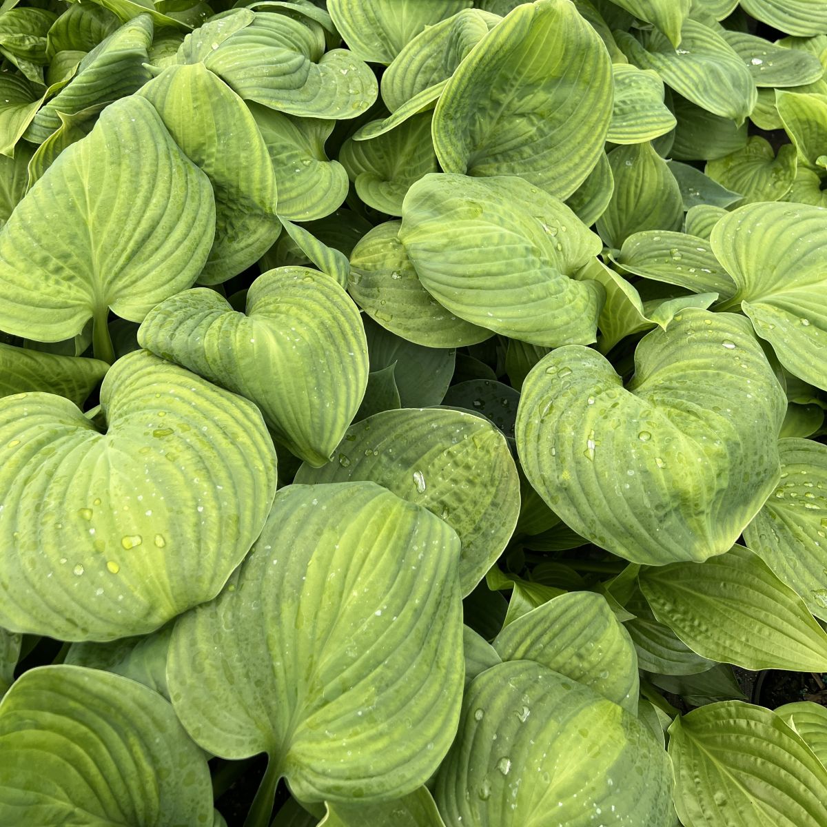 Hosta 'Lakeside Banana Bay'