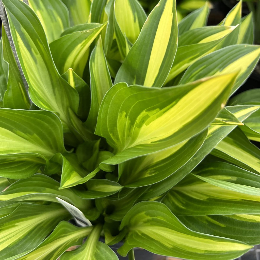 Hosta 'Lakeside Little Tuft'