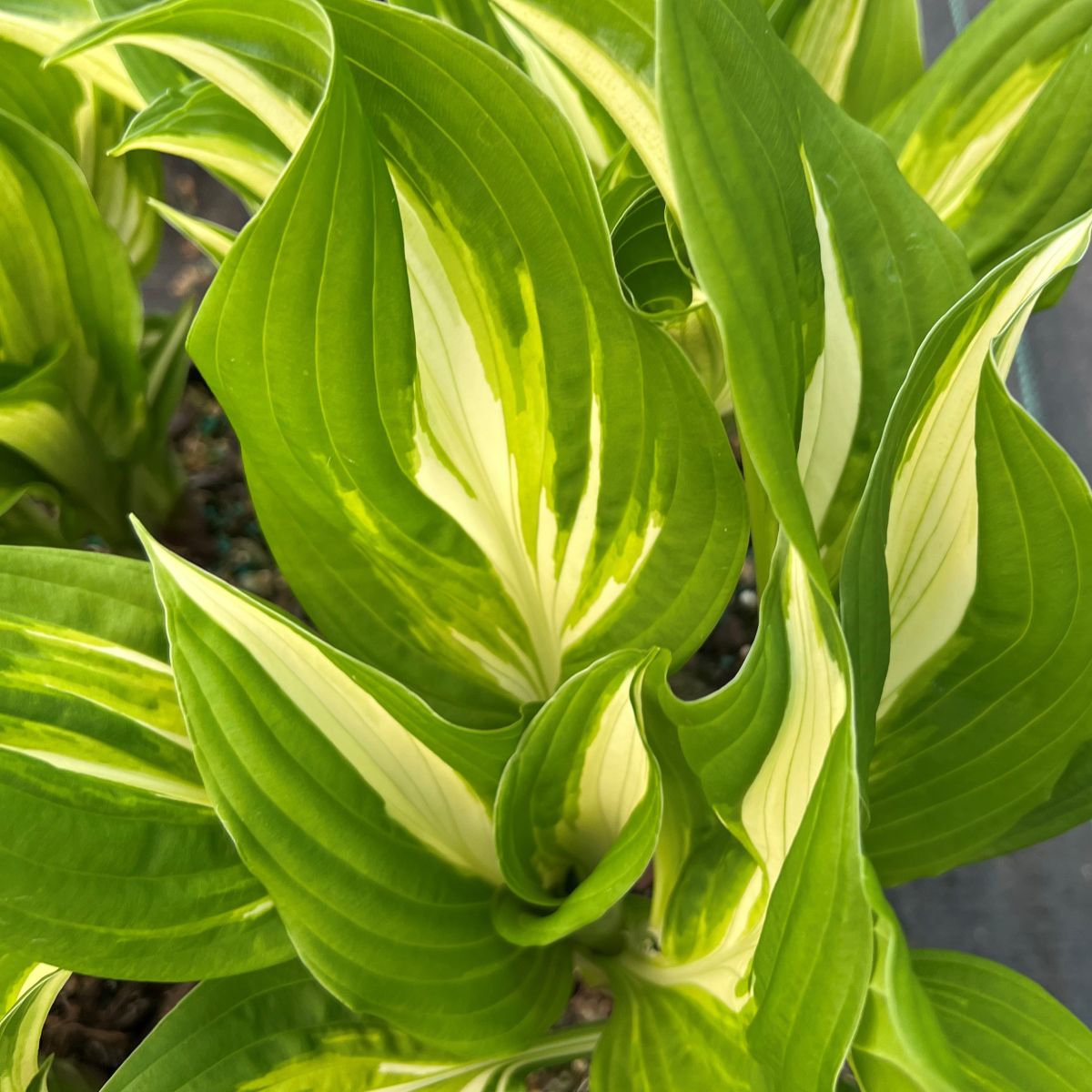 Hosta 'Medio Variegata'
