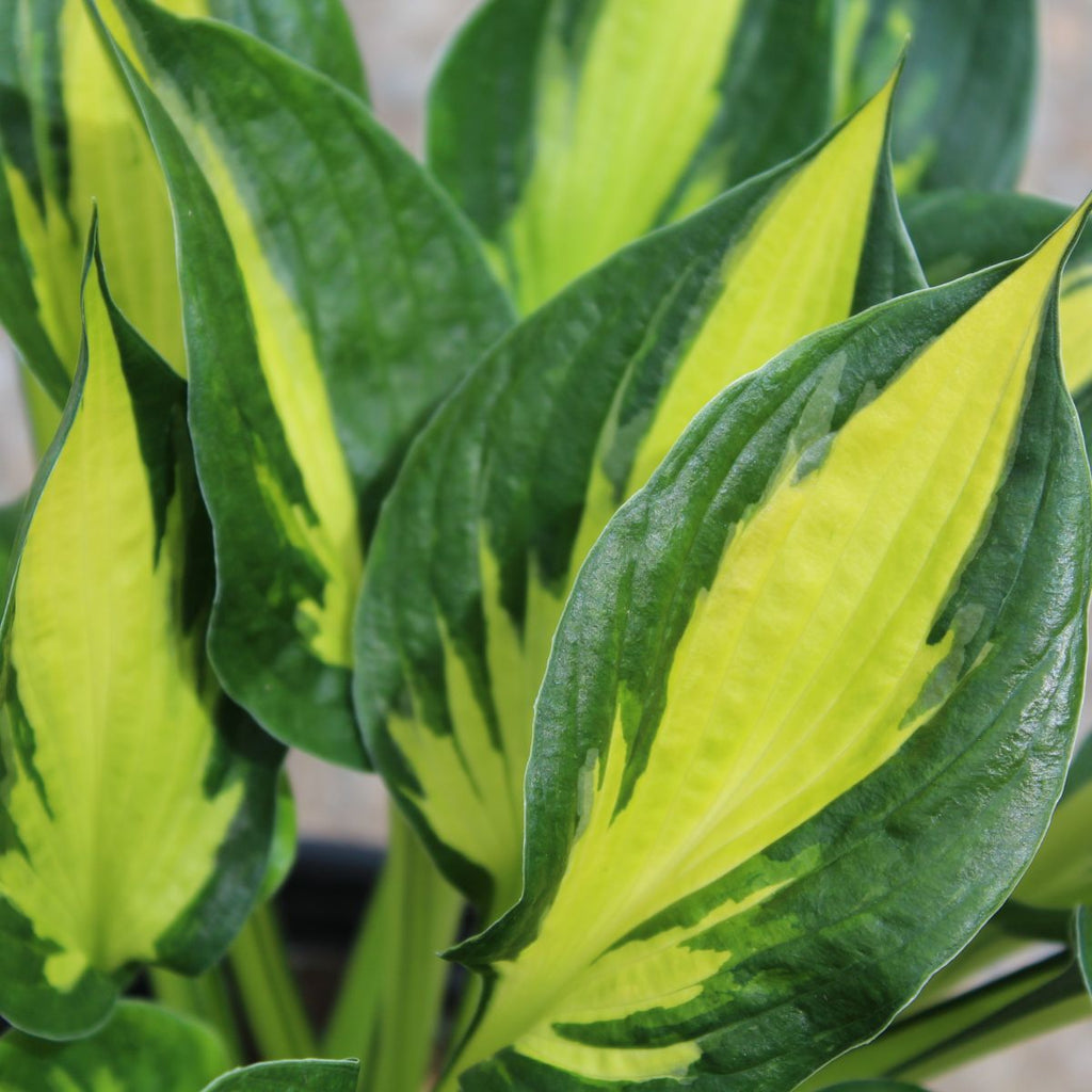 Hosta 'Morning Star'