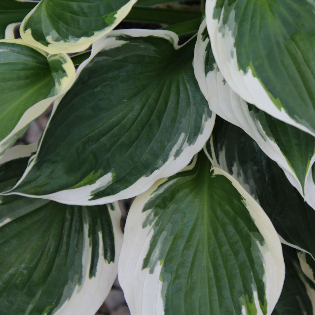 Hosta 'Patriot'