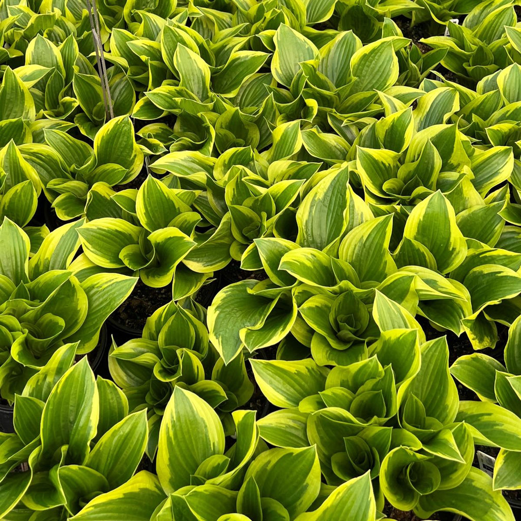 Hosta 'Queen Josephine'