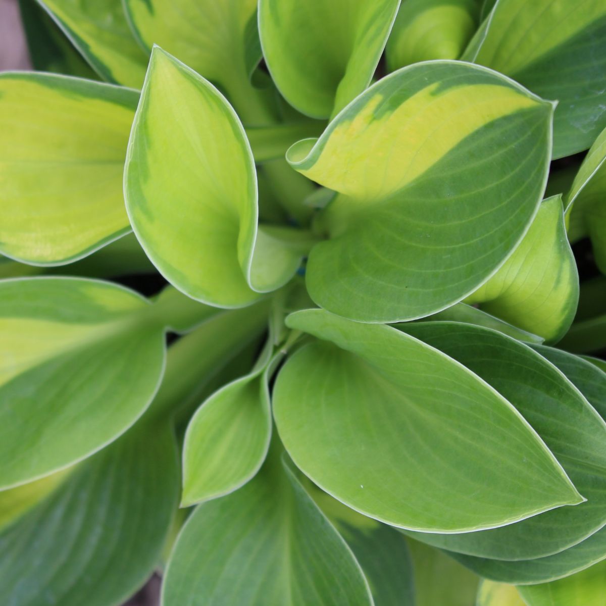 Hosta 'Rainforest Sunrise'