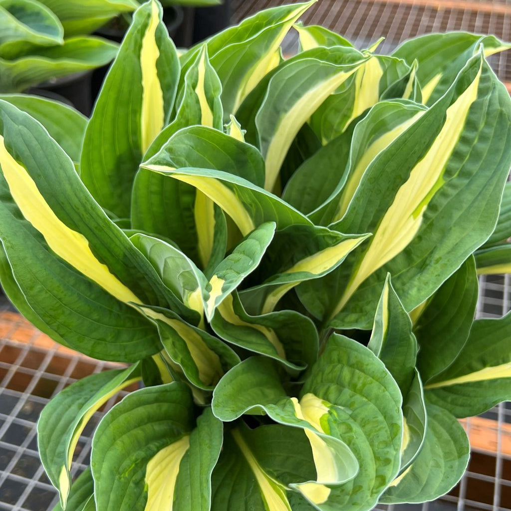 Hosta 'Risky Business'
