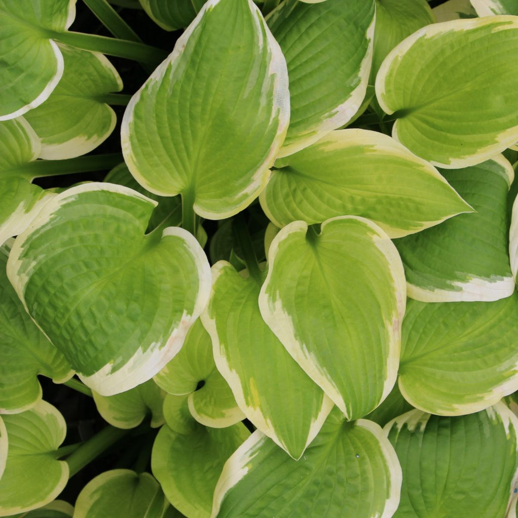 Hosta 'Shade Fanfare'