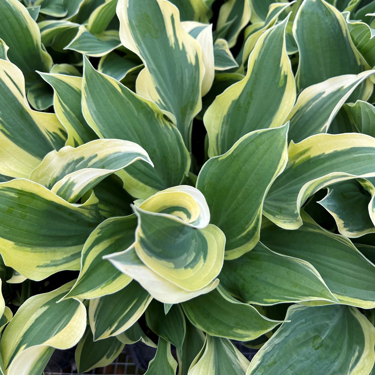 Hosta 'Snowcap'