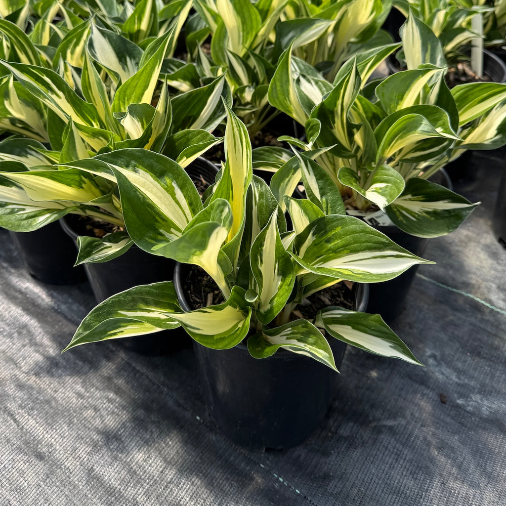 Hosta 'Sting'