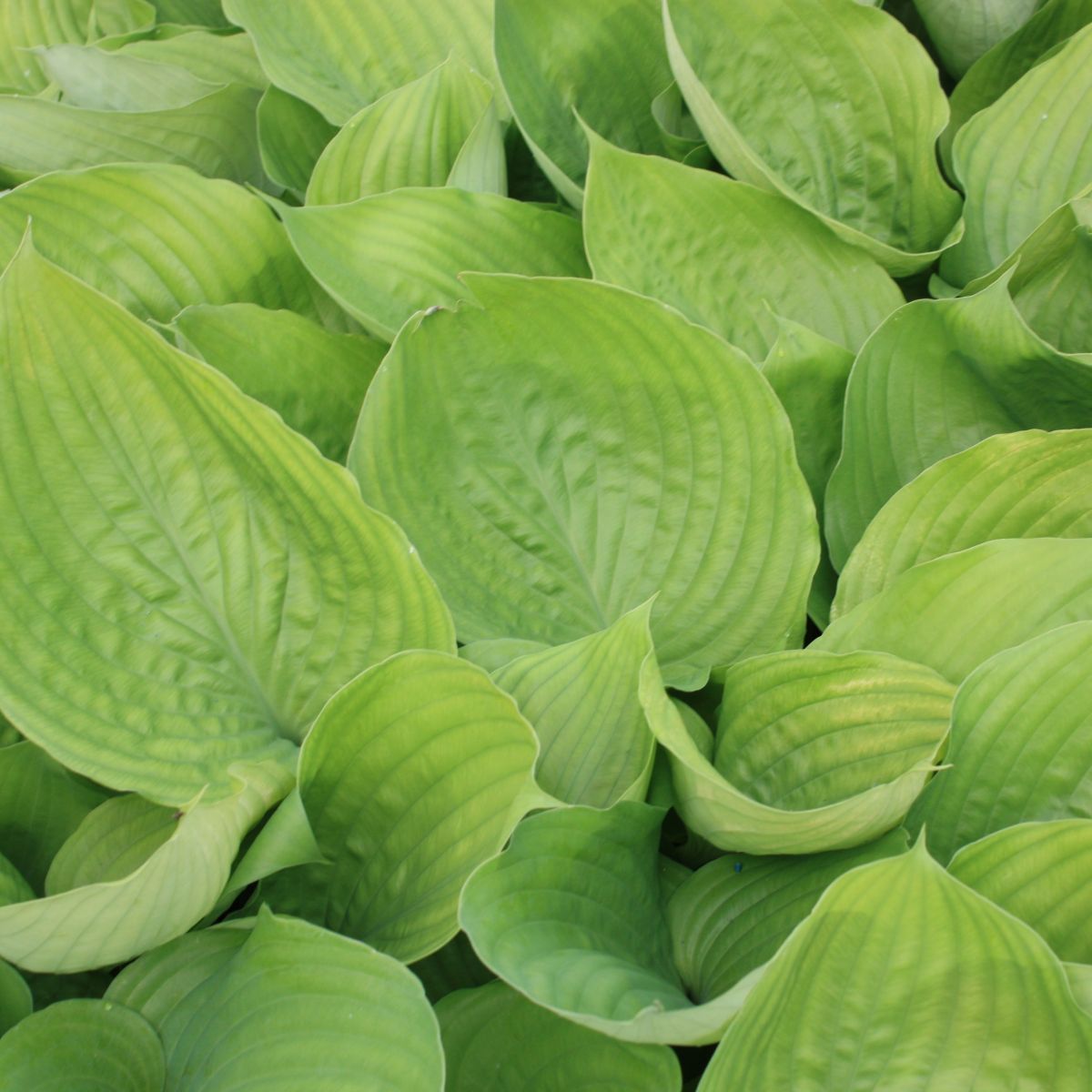 Hosta 'Sum and Substance'