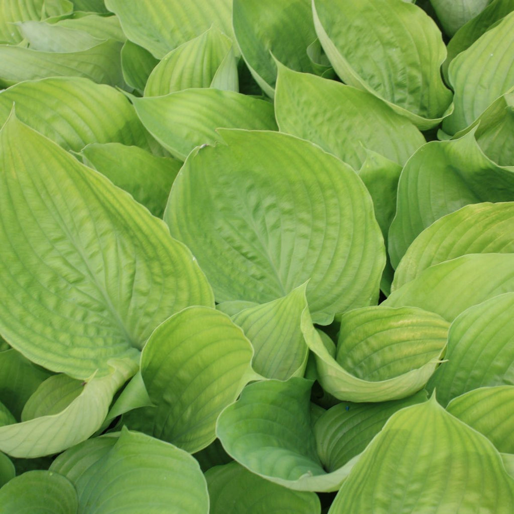 Hosta 'Sum and Substance'