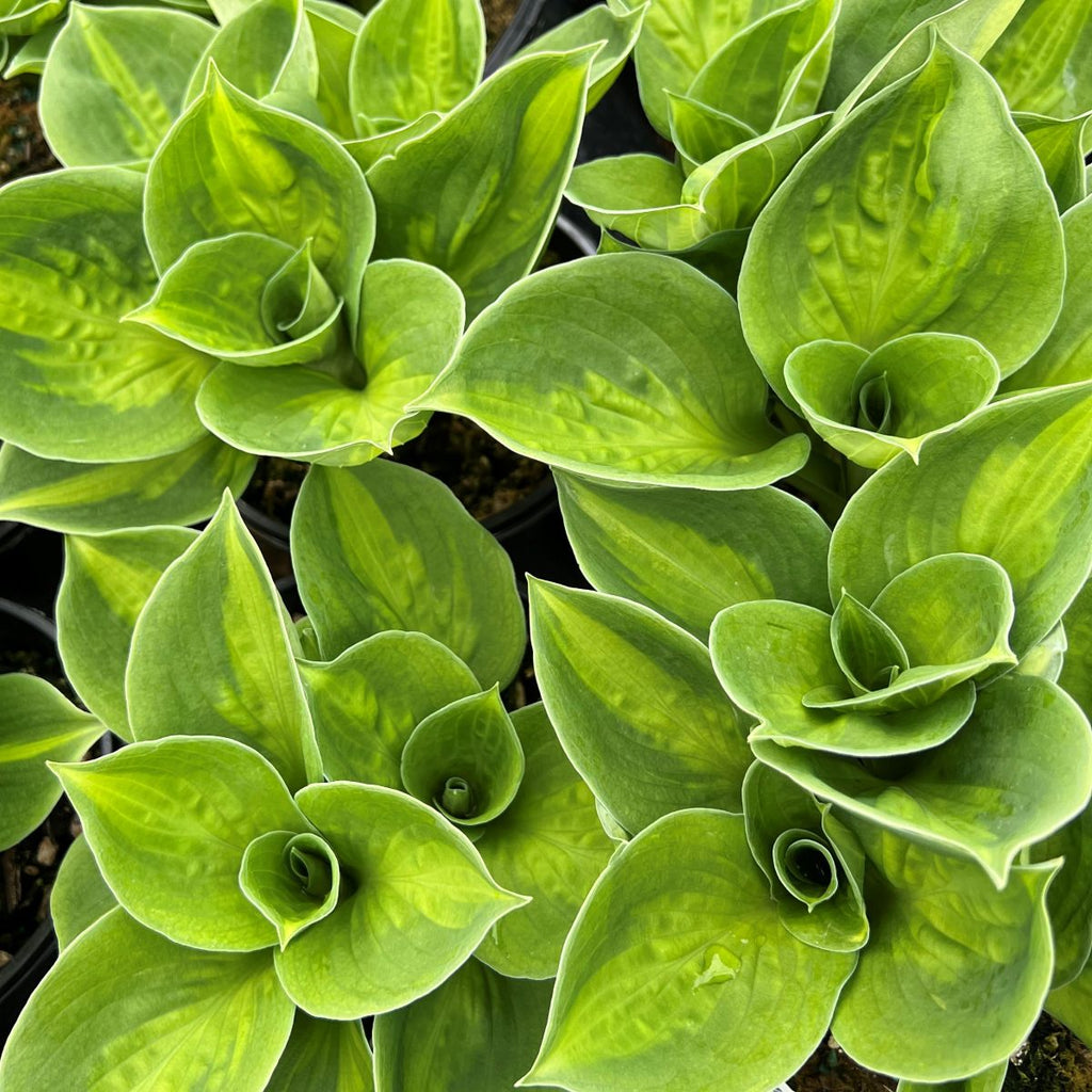 Hosta 'Sunset Grooves'