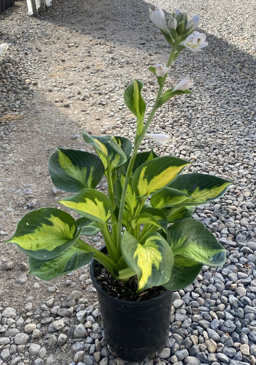 Hosta 'Sunset Grooves' – Loen Nursery, Inc.