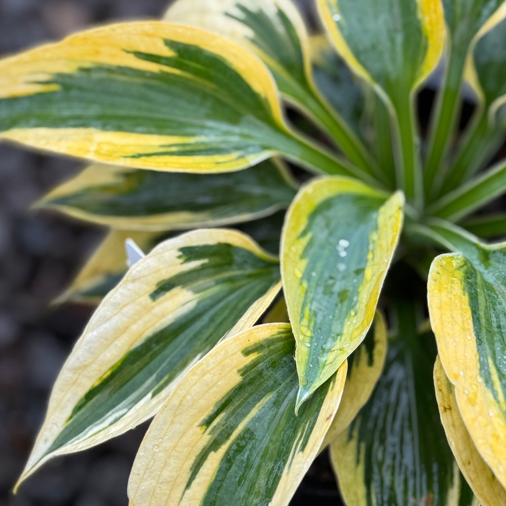 Hosta 'Tootie Mae'