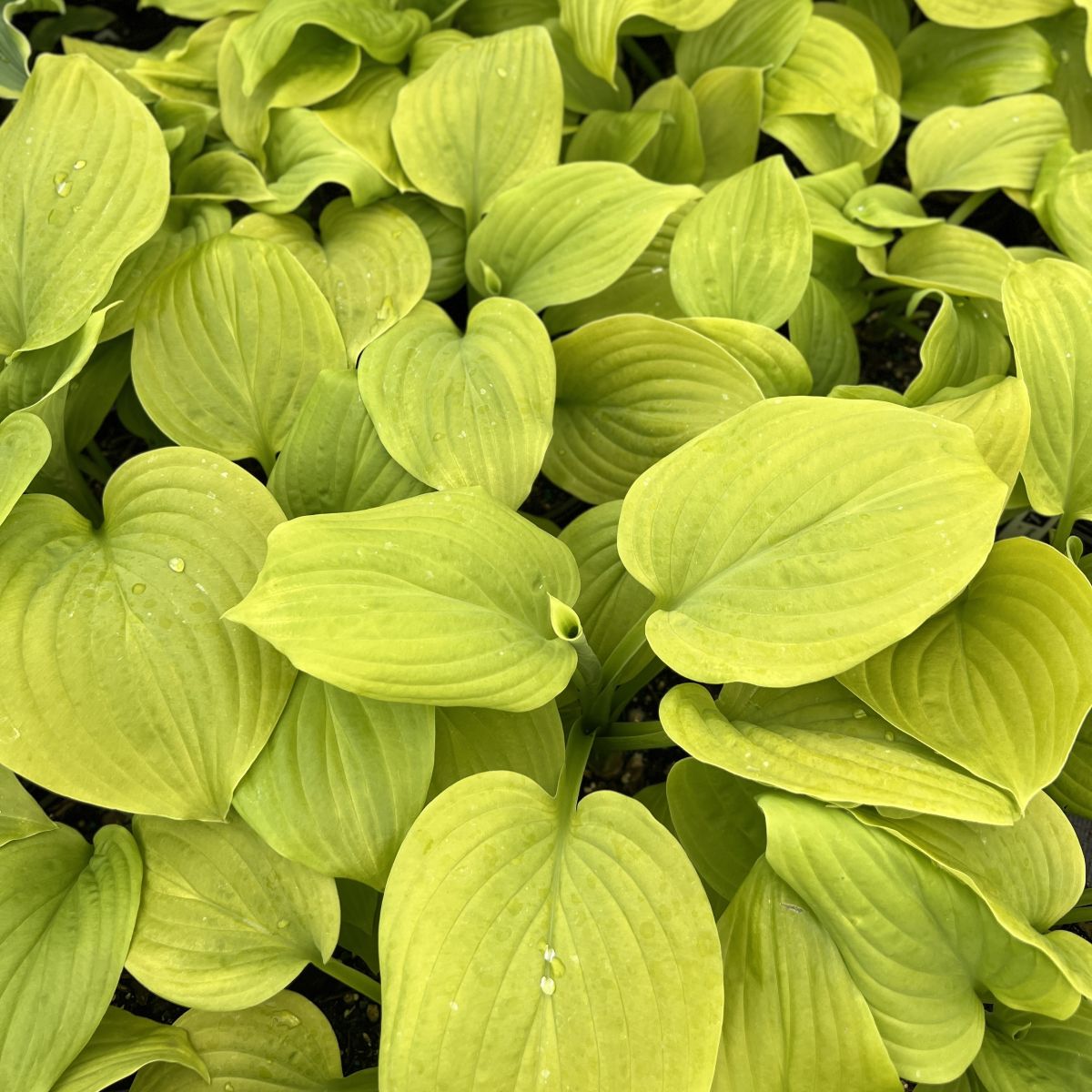 Hosta 'Tortilla Chip'