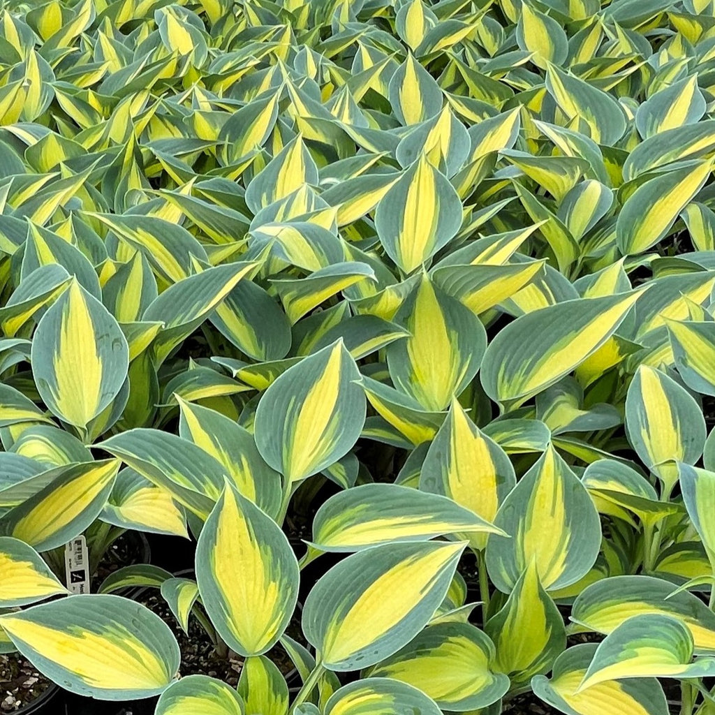 Hosta 'Touch of Class' PP13080
