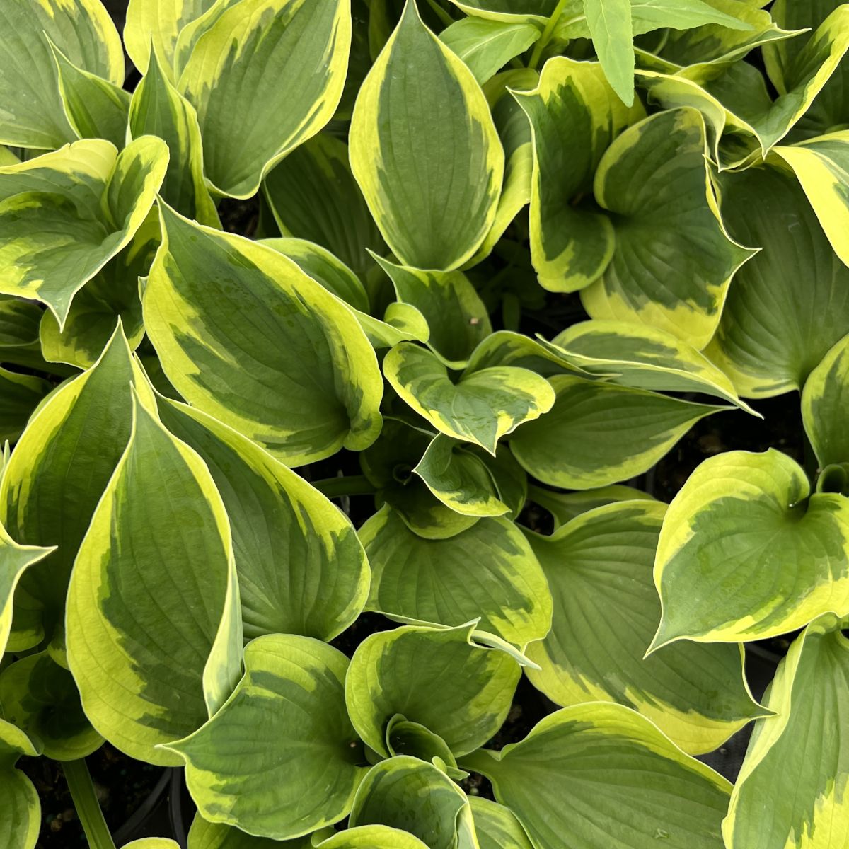 Hosta 'Twilight'