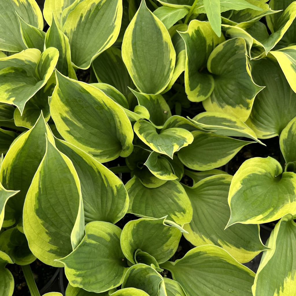 Hosta 'Twilight'