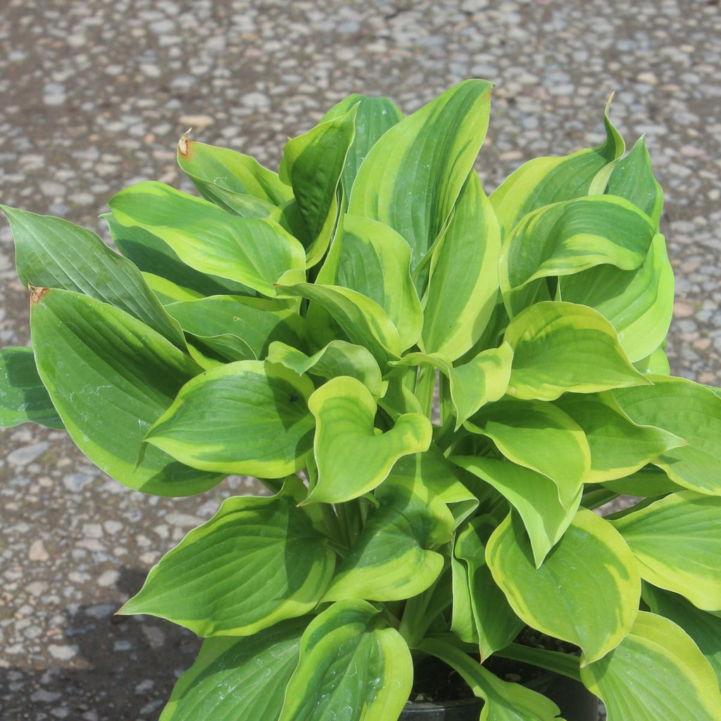 Hosta 'Velvet Moon'