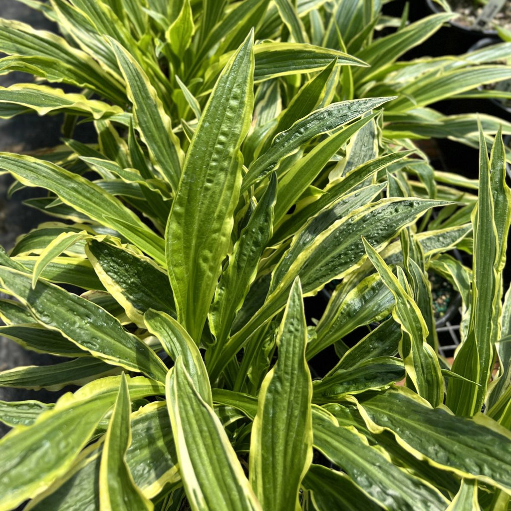 Hosta 'White Dove'