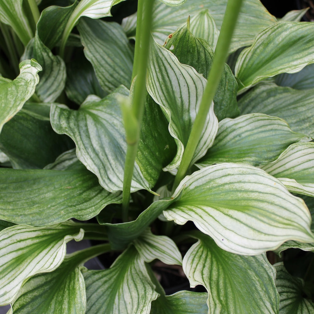 Hosta 'White Feather'