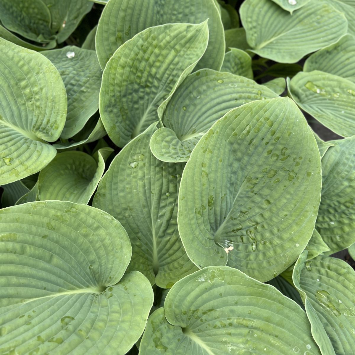 Hosta sieboldiana 'Elegans'