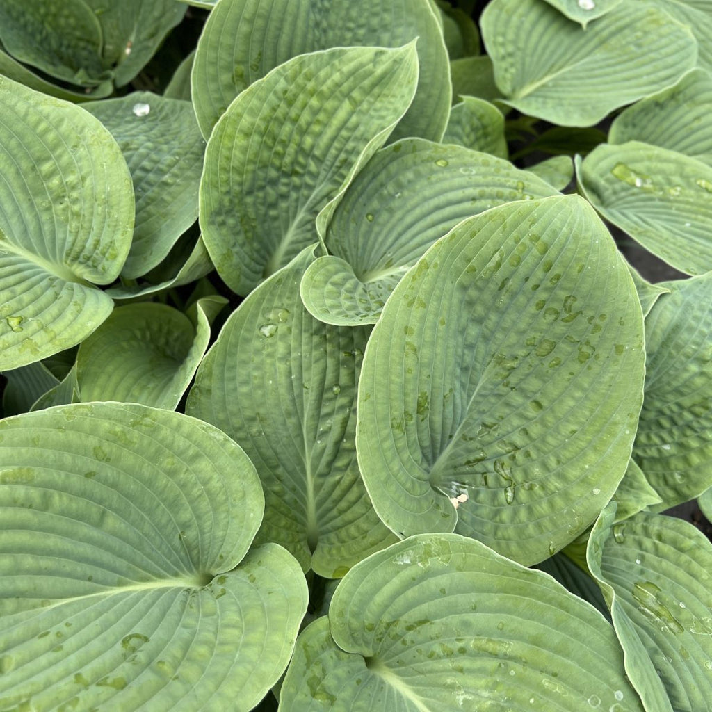 Hosta sieboldiana 'Elegans'