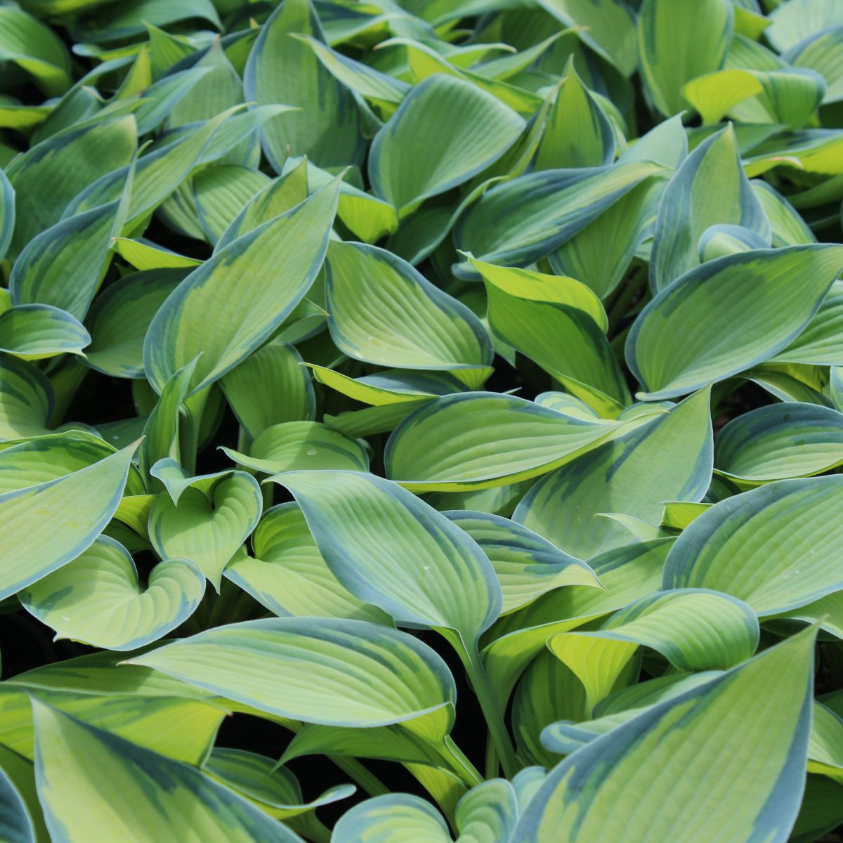Hosta ta. 'June'