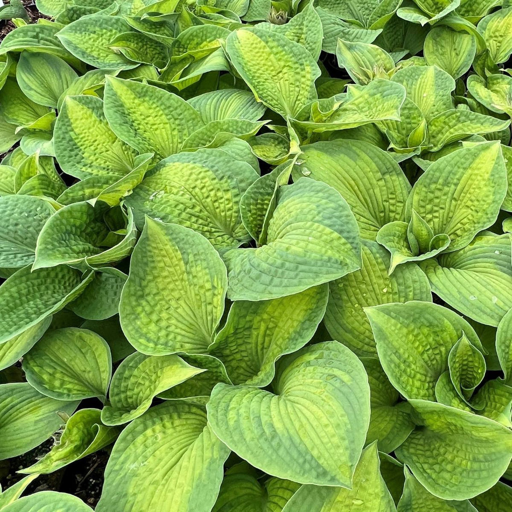 Hosta x 'Brother Stefan'
