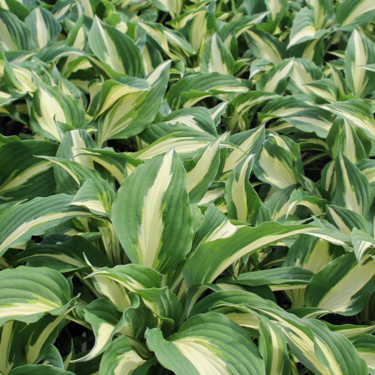 Hosta x 'Night Before Christmas'