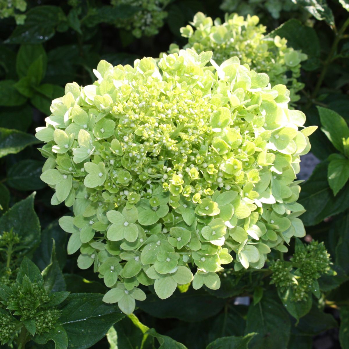 Hydrangea Tree pan. Little Lime® COLOR CHOICE® PW PP22330 (pale green), STD 30''