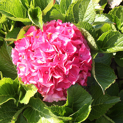 Hydrangea m. Cityline® Paris PW PP10906 (pinkish red)