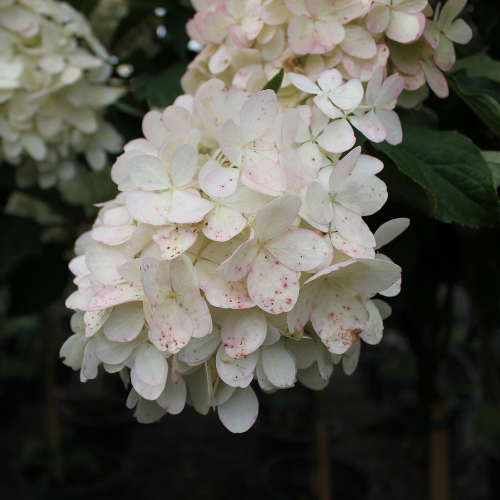 Hydrangea pan. 'Phantom'