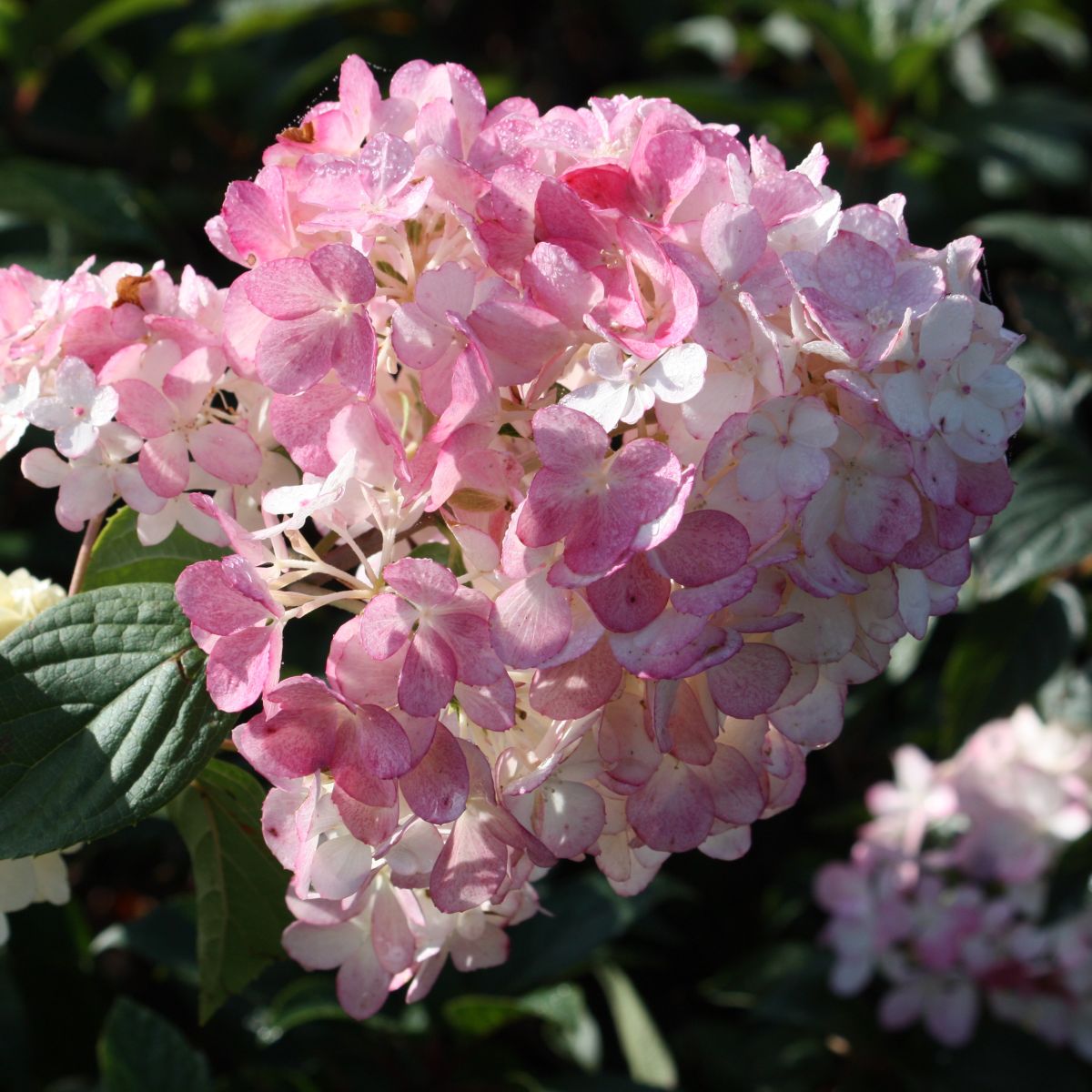Hydrangea pan. Vanilla Strawberry™ FIRST EDITIONS® PP20670 (pink/white)