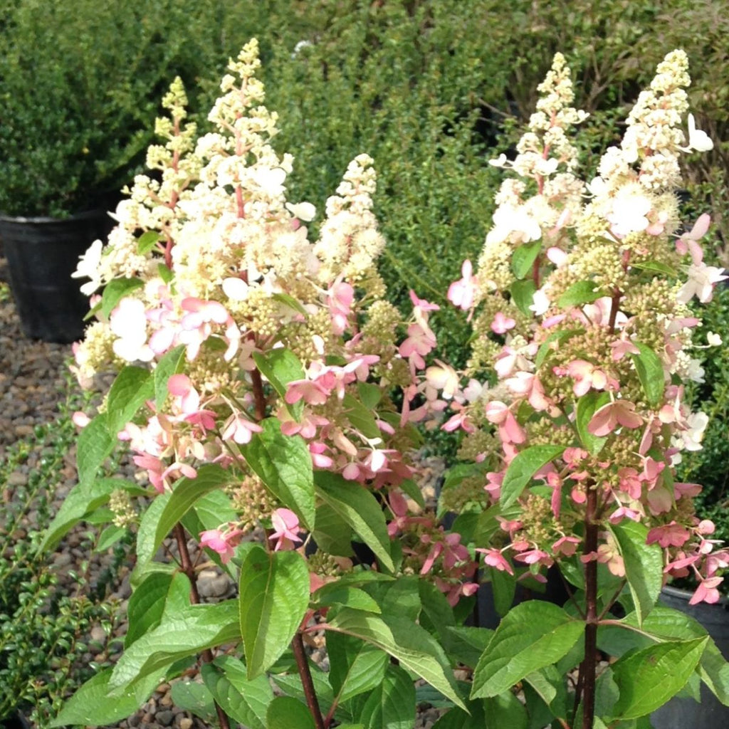 Hydrangea pan. Pinky Winky® PW16166 (white/pink)