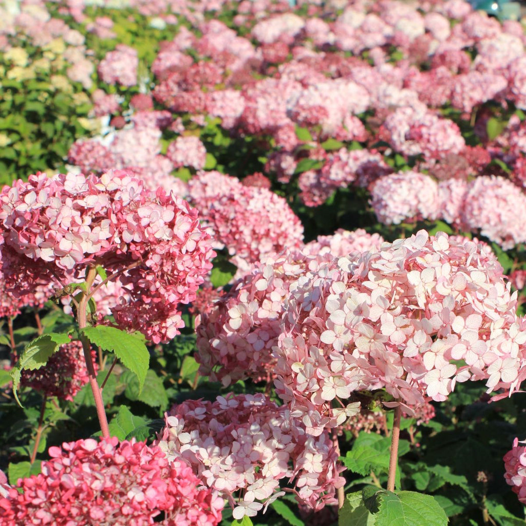 Hydrangea ar. INCREDIBALL® Blush PW PP28280 (blush)