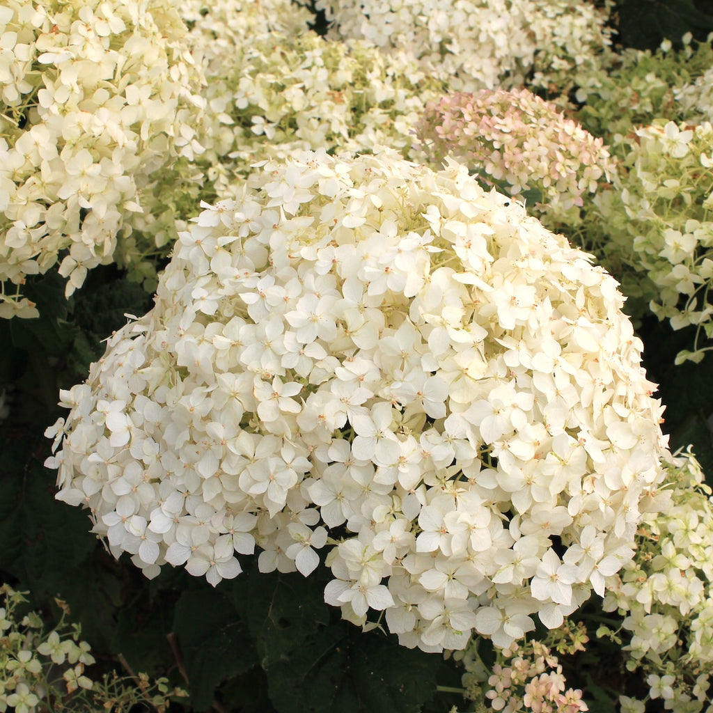 Hydrangea ar. INVINCIBELLE WEE WHITE® PW USPP30296 (white)