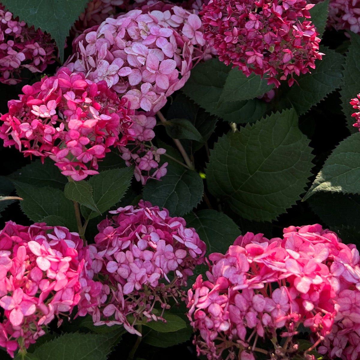 Hydrangea ar. INVINCIBELLE® Ruby PW PP28317 (dark pink)