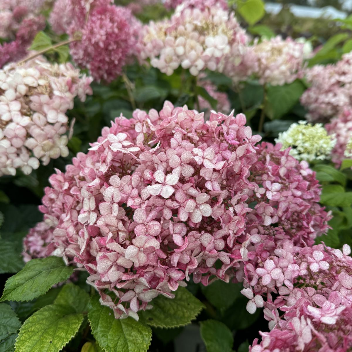 Hydrangea ar. INVINCIBELLE® Spirit II PW PP28316 (pink)