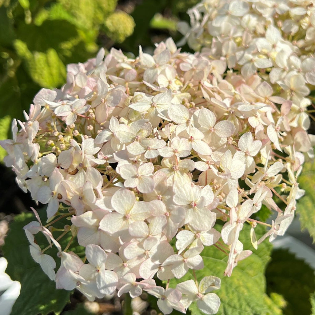 Hydrangea ar. INVINCIBELLE WEE WHITE® PW USPP30296 (white)